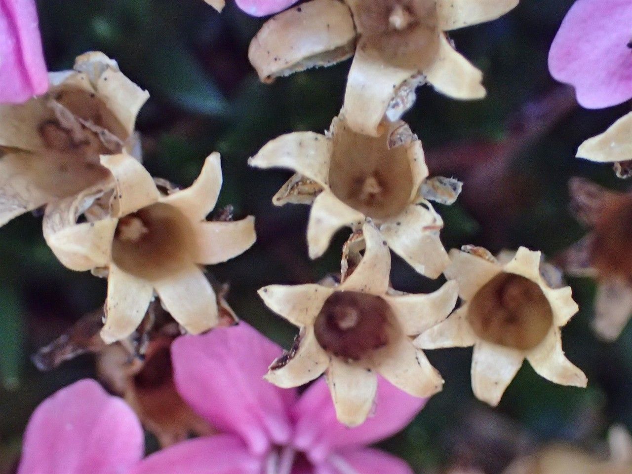 Silene acaulis fruit