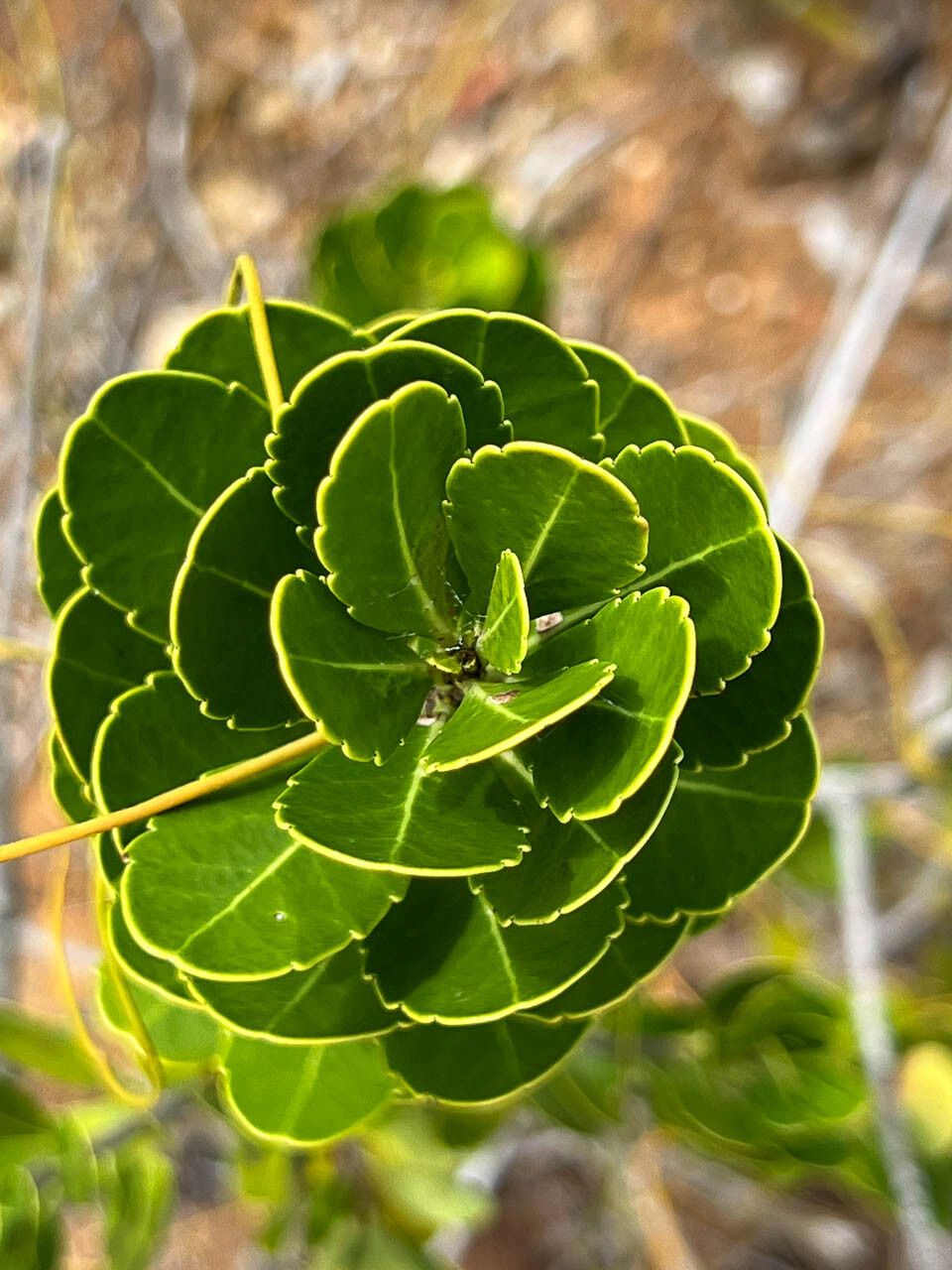 Peripterygia marginata leaf
