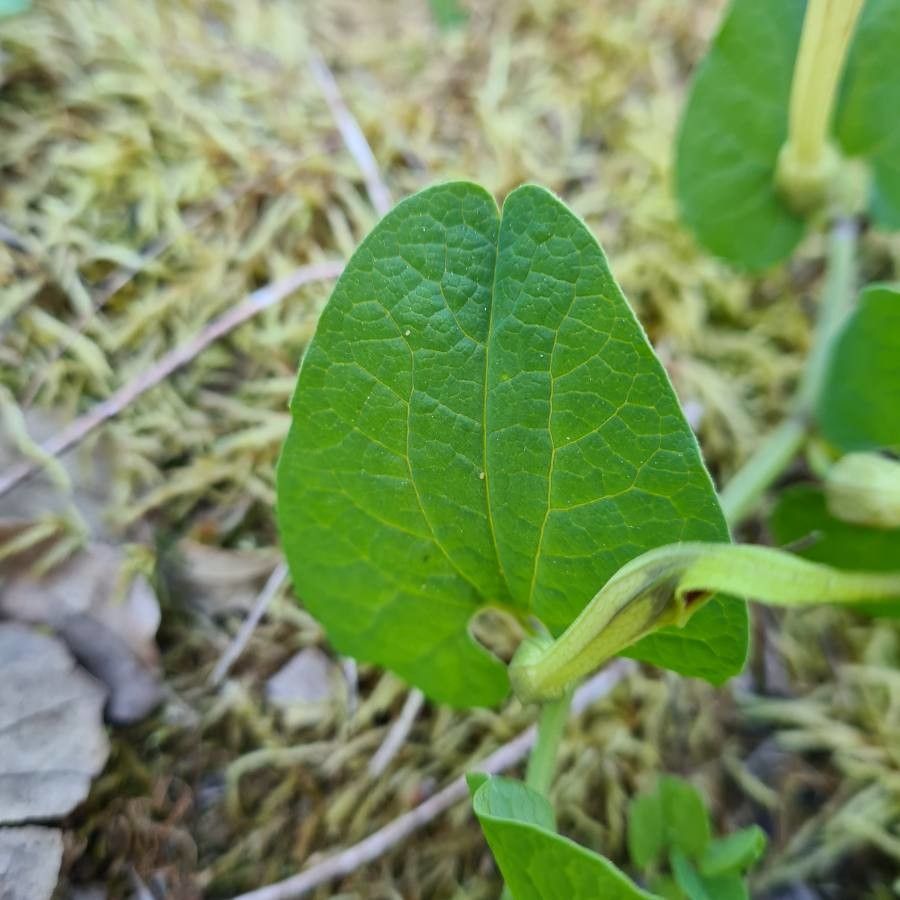 Aristolochia pallida leaf