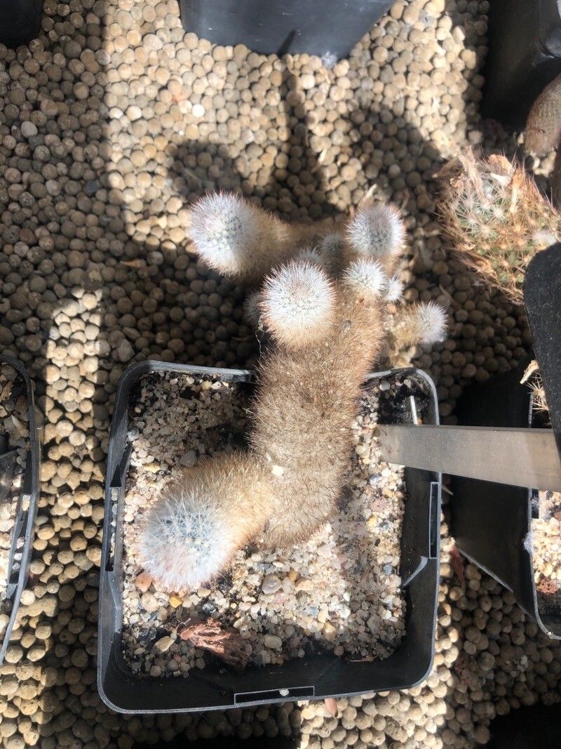 Escobaria dasyacantha — related species from the same genus