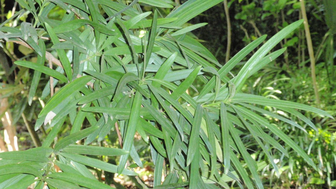 Podocarpus neriifolius habit