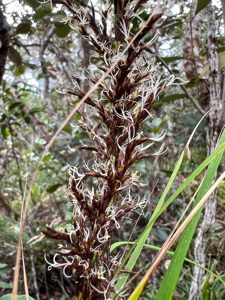 Gahnia novocaledonensis flower