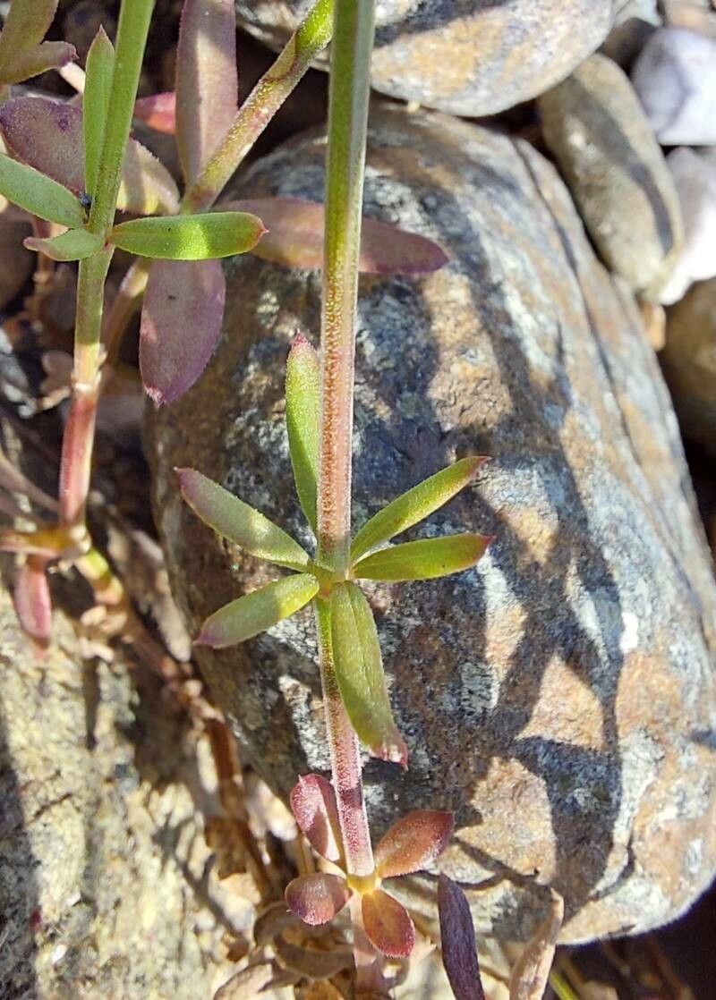 Crucianella latifolia bark