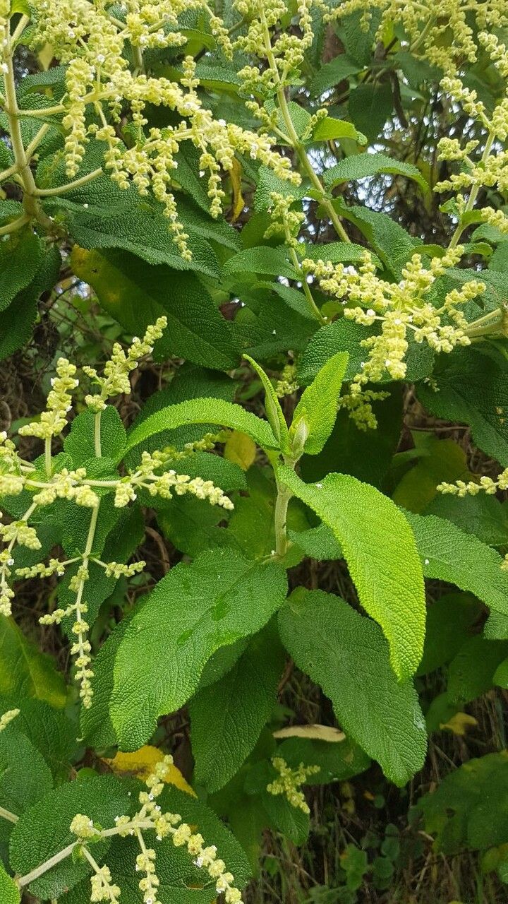 Lepechinia betonicifolia — related species from the same genus
