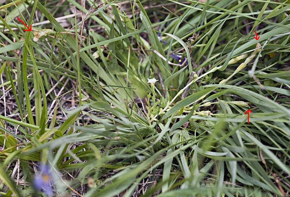 Gentiana fremontii habit