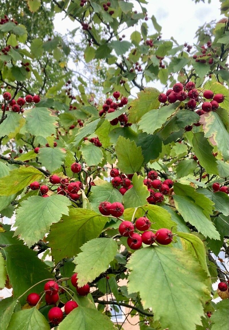 Crataegus coccinioides fruit