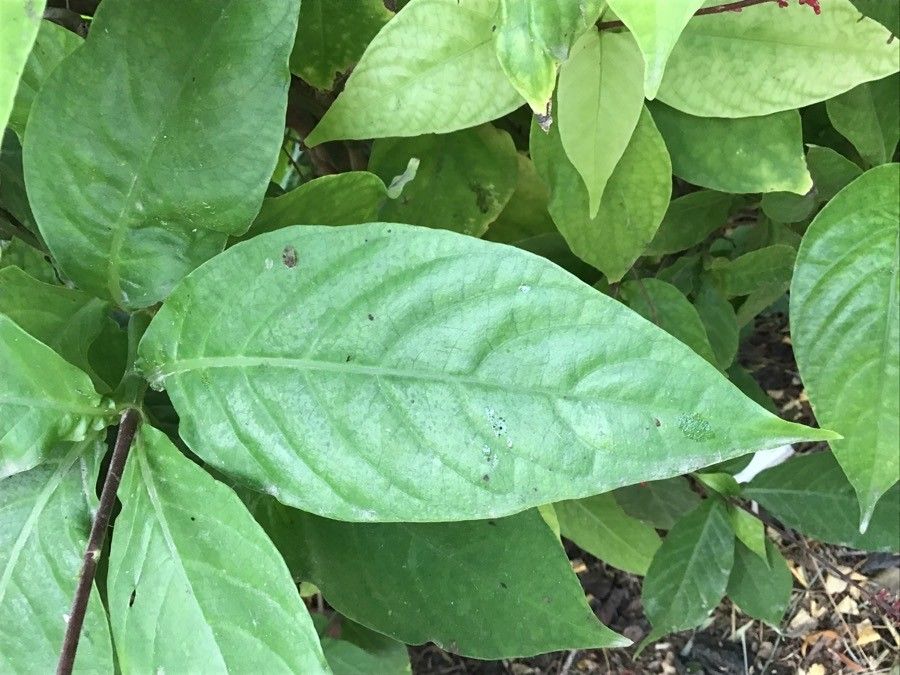 Odontonema tubaeforme leaf