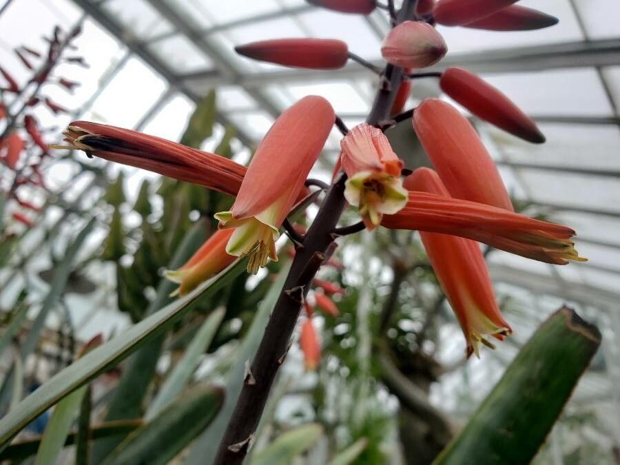 Aloe plicatilis flower