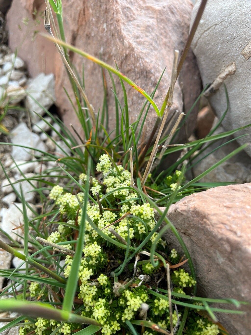 Galium magellense — houseplant care guide