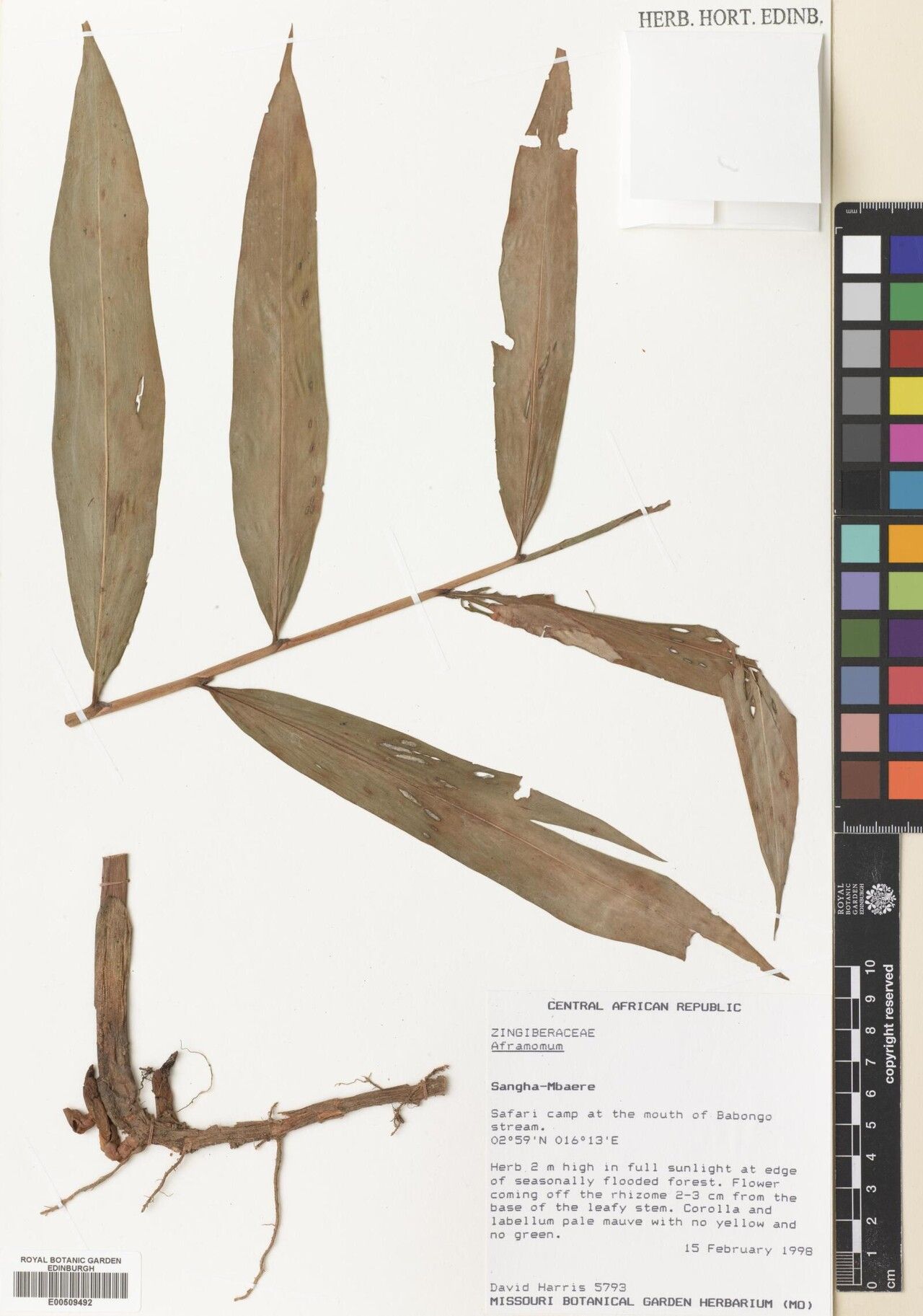 Aframomum lutarium — houseplant care guide