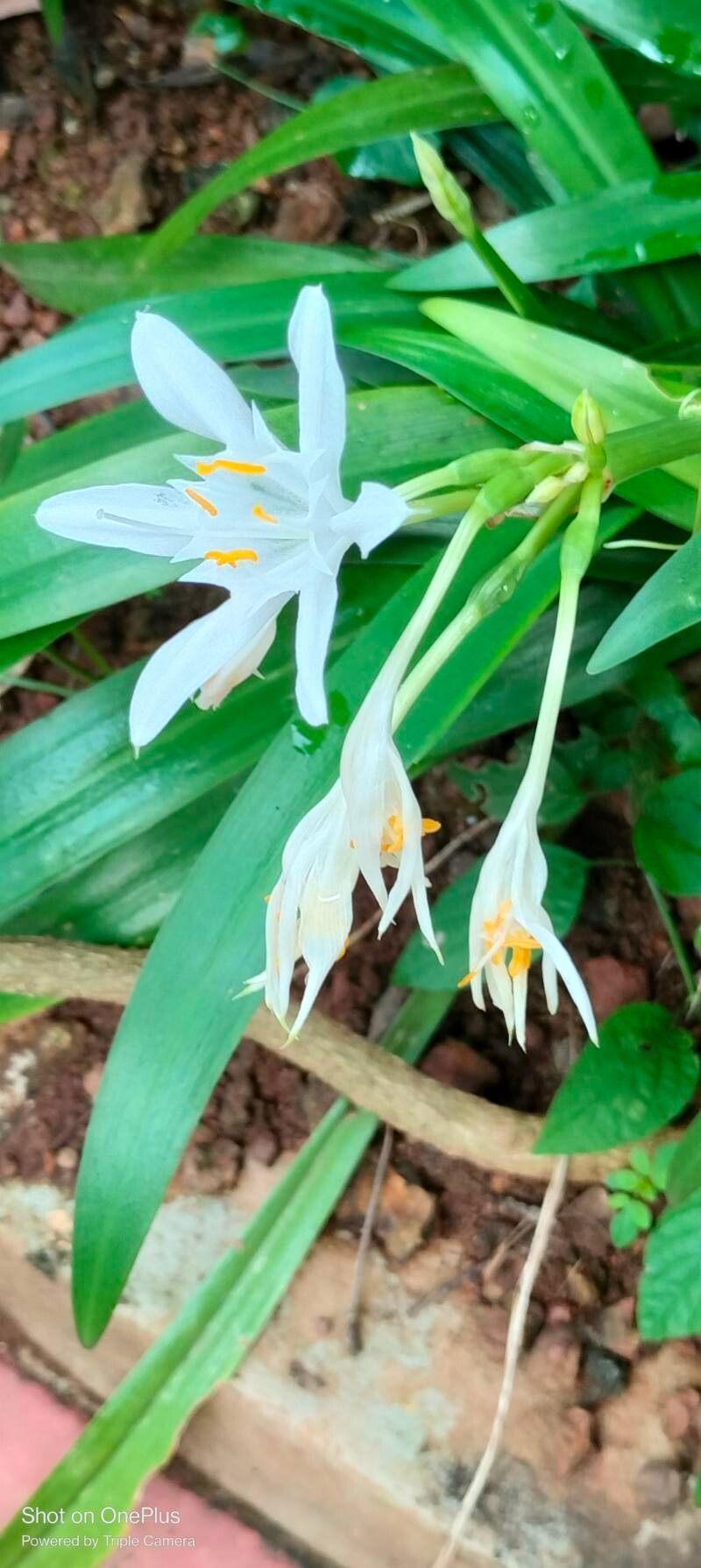 Pancratium triflorum other