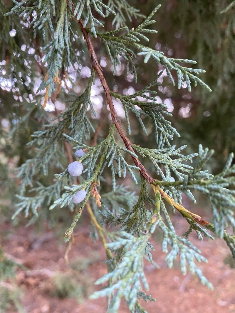 Juniperus scopulorum fruit