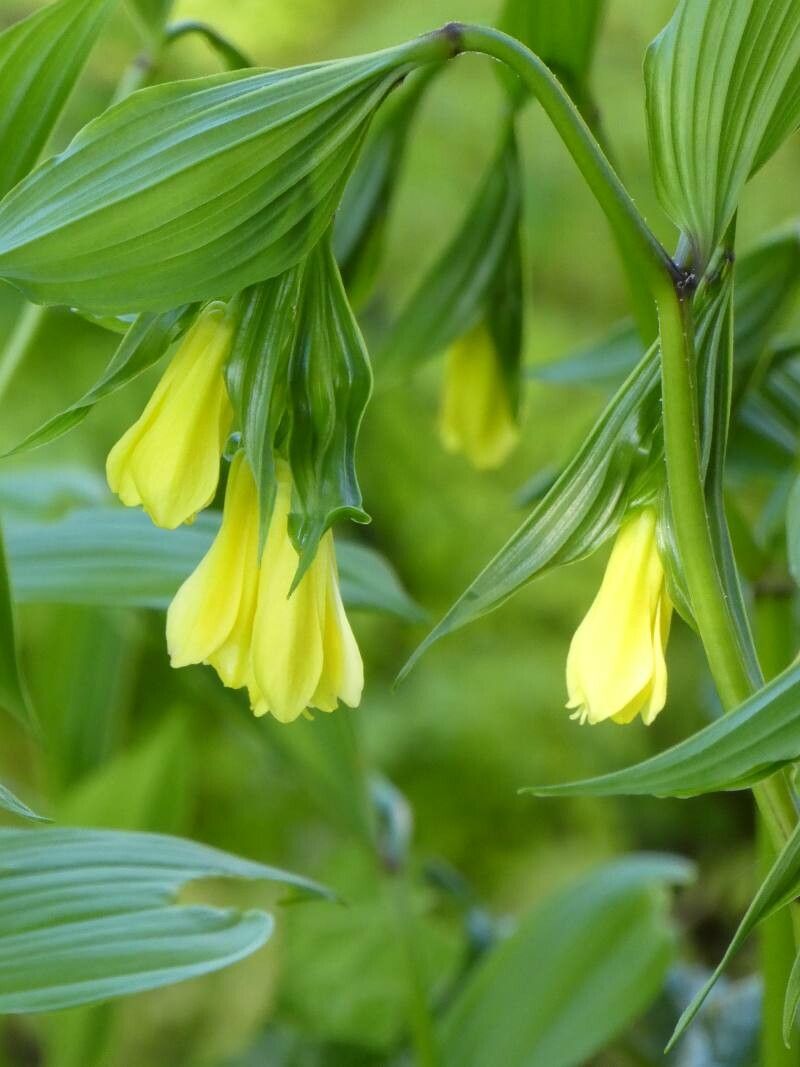 Disporum uniflorum flower