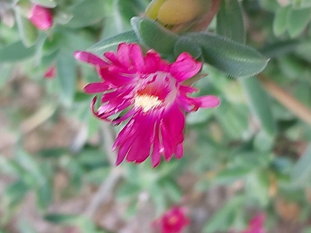 Delosperma vinaceum flower