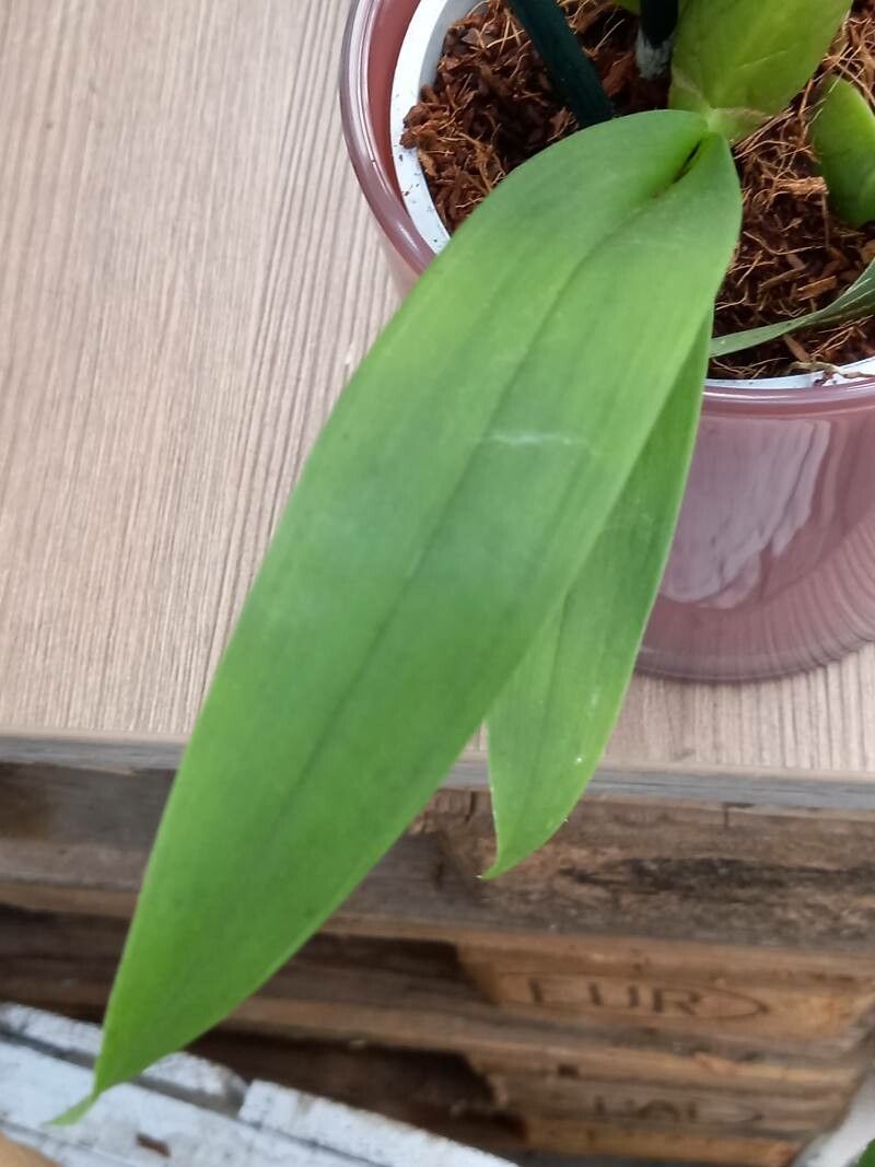 Oncidium crocidipterum leaf