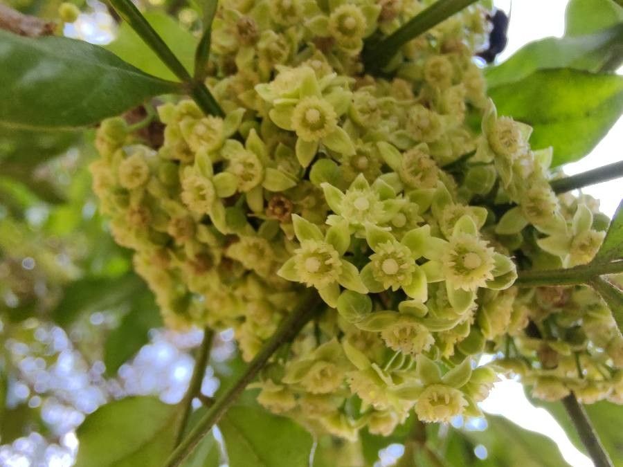 Trichilia havanensis flower
