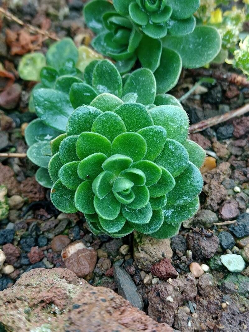 Aeonium saundersii — search result for 'Aeonium'