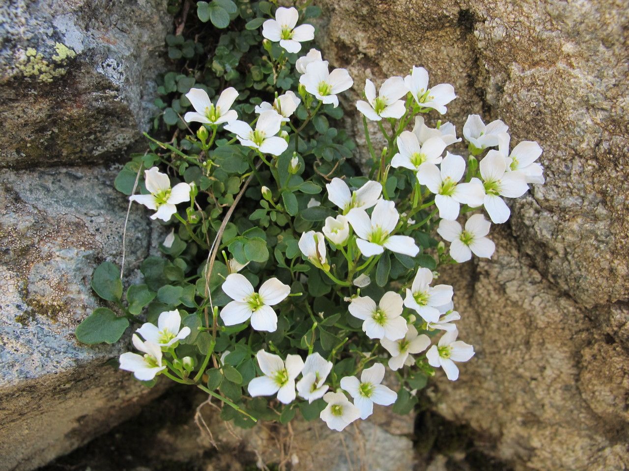 Cardamine plumieri habit