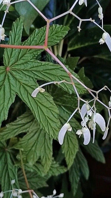 Begonia gardneri flower