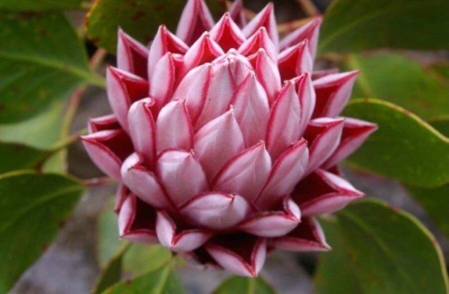 Thonningia sanguinea flower