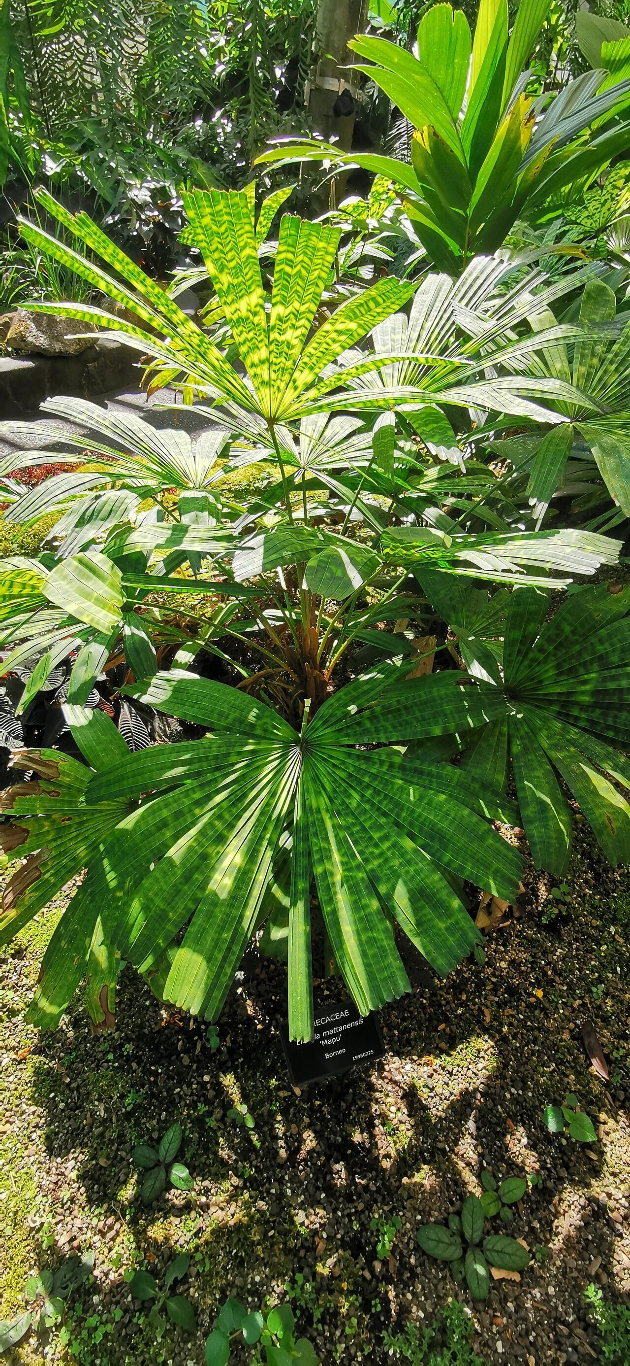 Licuala mattanensis habit