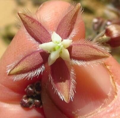Pergularia tomentosa flower