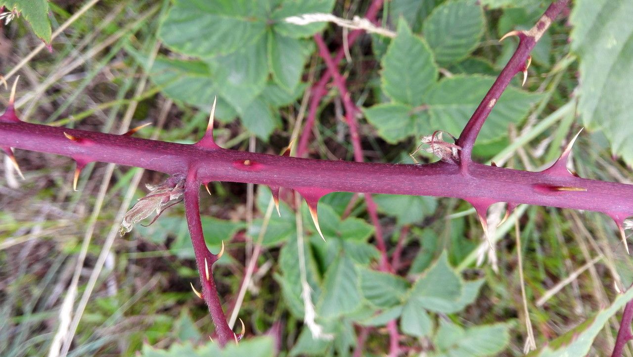 Rubus divaricatus bark