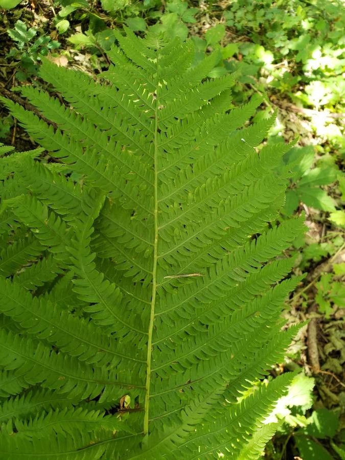 Matteuccia struthiopteris leaf