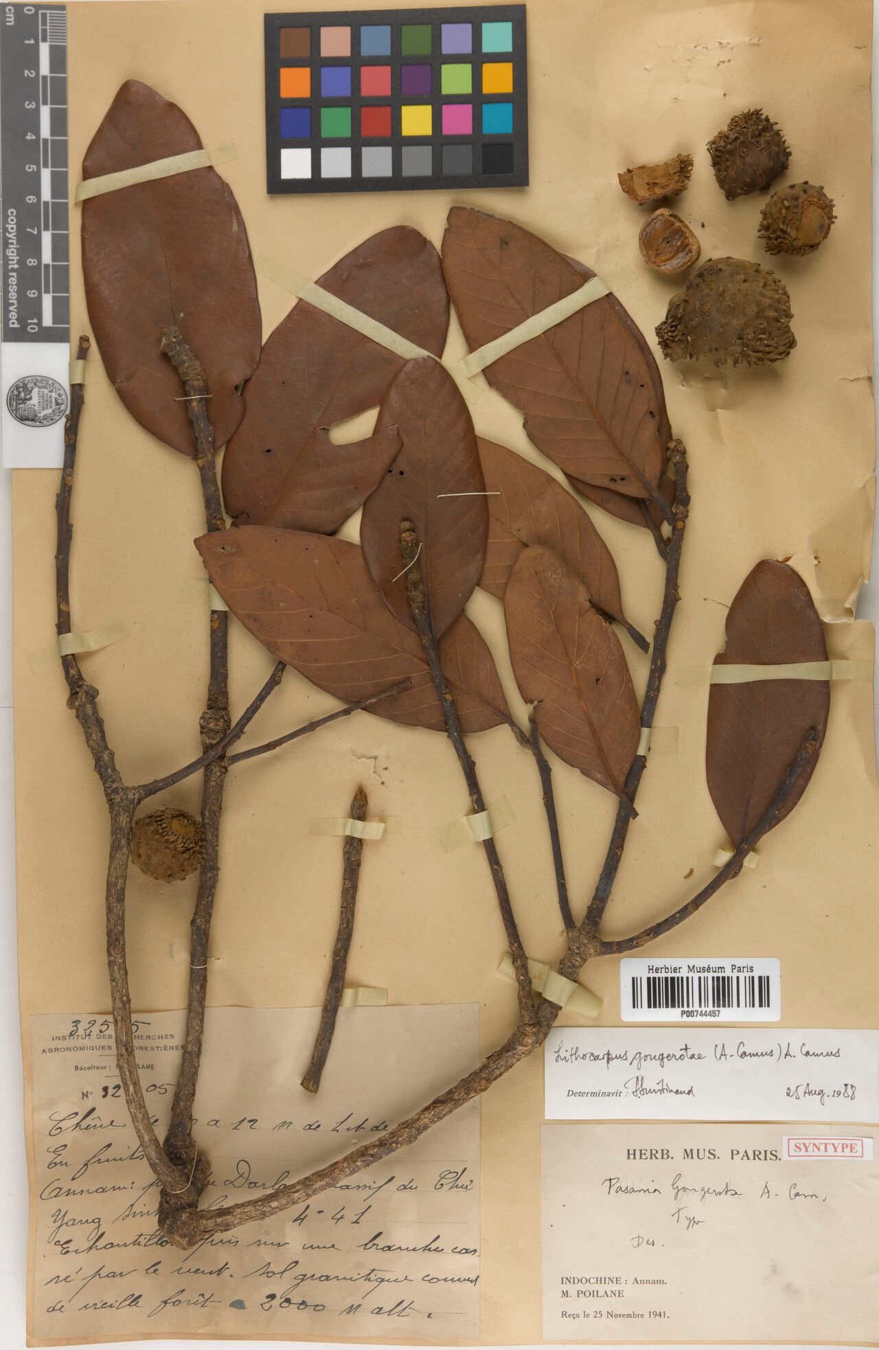 Lithocarpus gougerotae — search result for 'Lithocarpus'