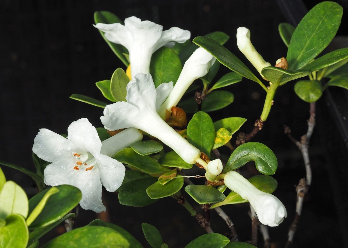 Rhododendron luraluense — houseplant care guide