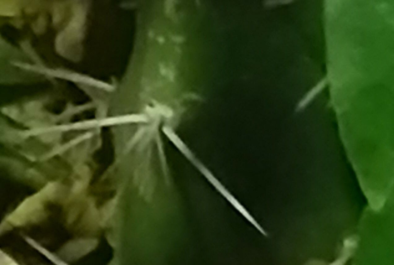 Harrisia pomanensis — houseplant care guide