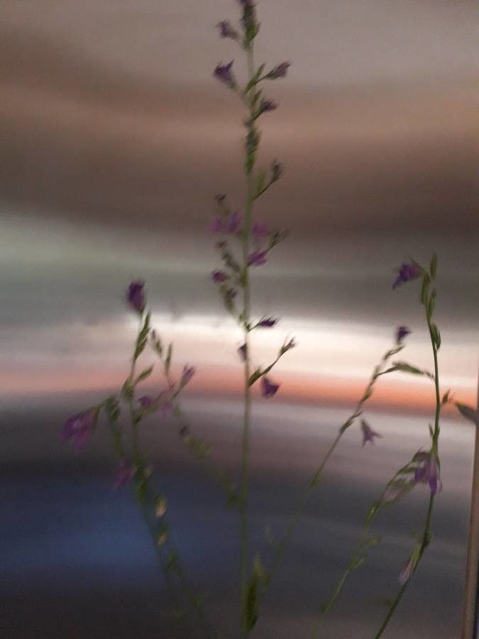 Limonium duriusculum flower