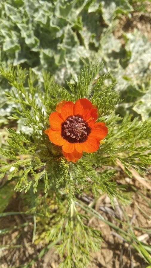 Adonis aestivalis flower