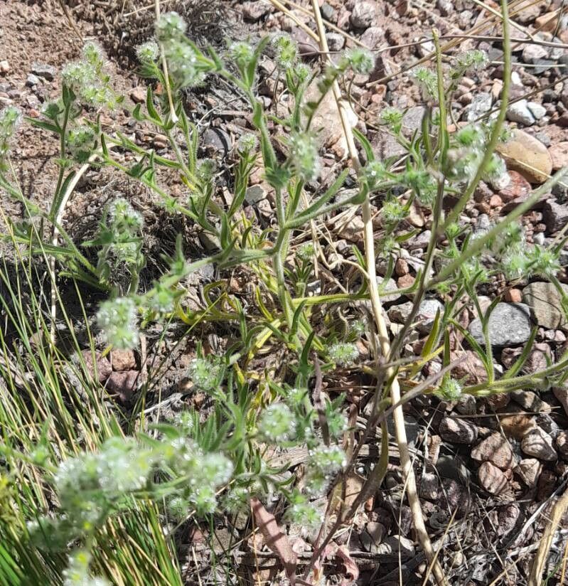 Cryptantha globulifera habit