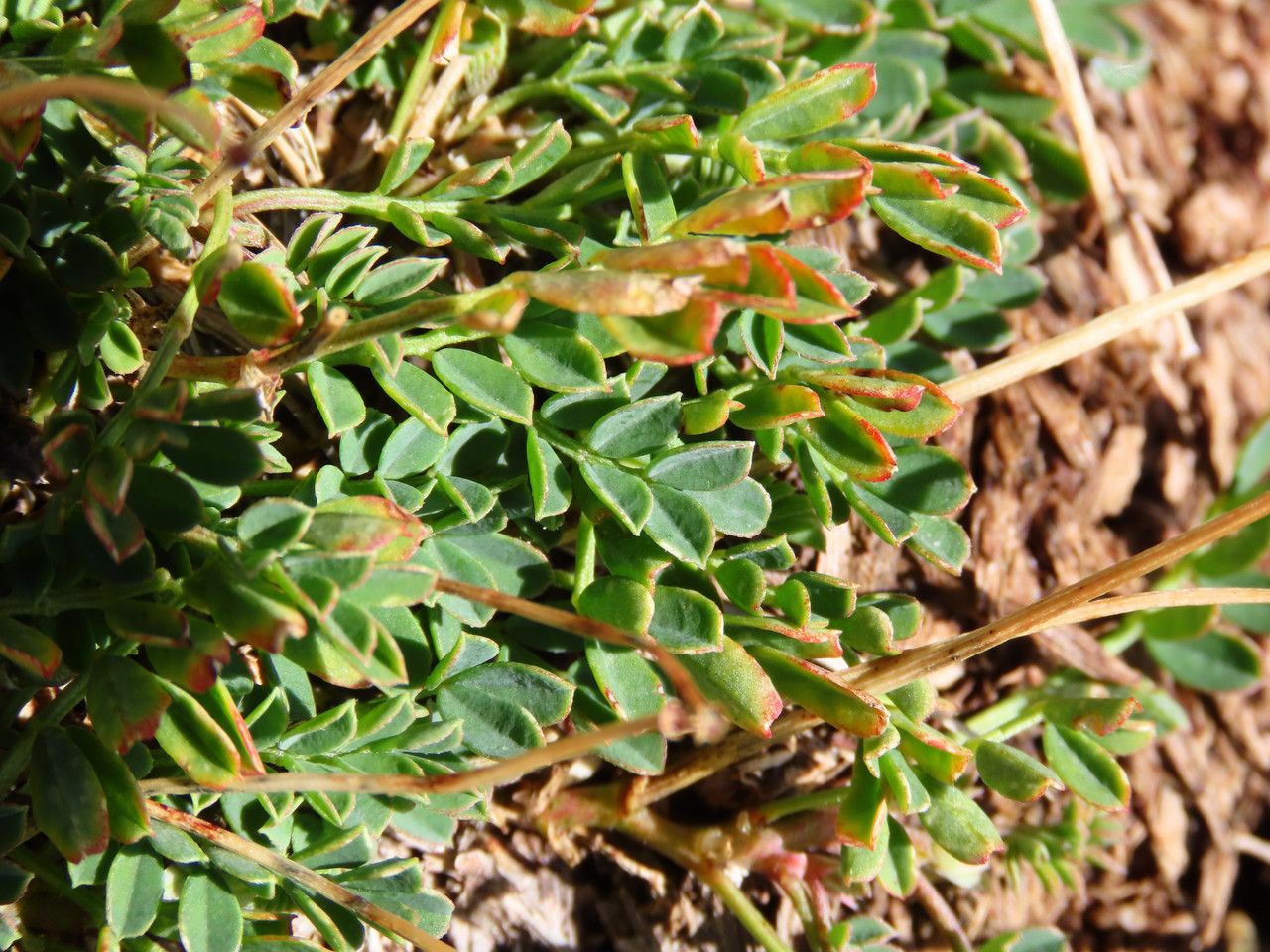 Coronilla vaginalis leaf