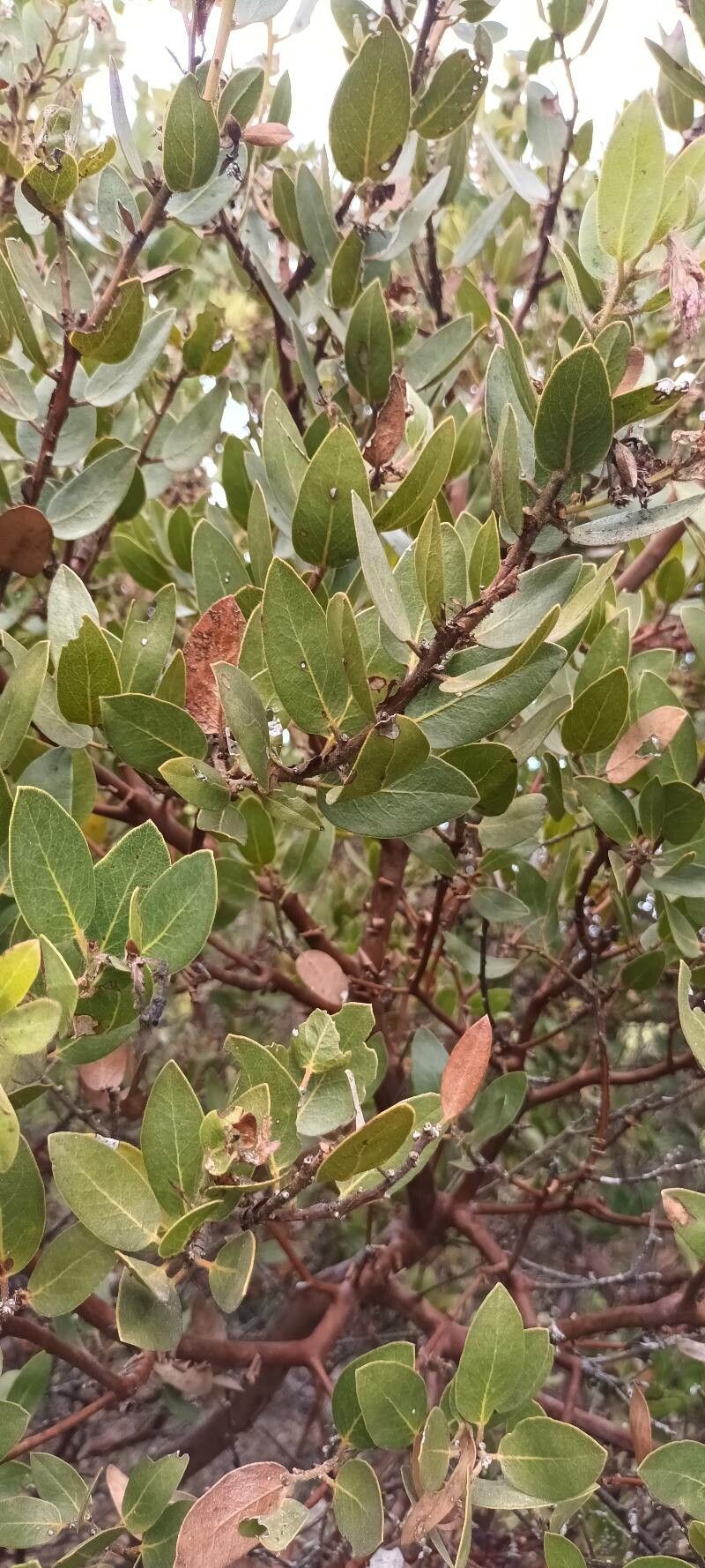 Arctostaphylos glandulosa — clay tolerant houseplant