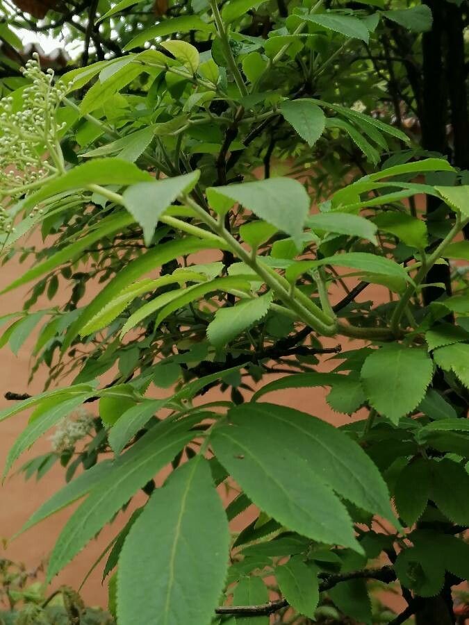 Sambucus palmensis — search result for 'Canary Islands'