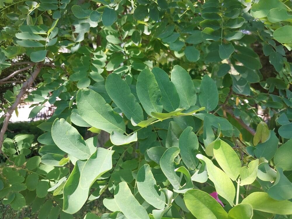 Robinia × ambigua leaf