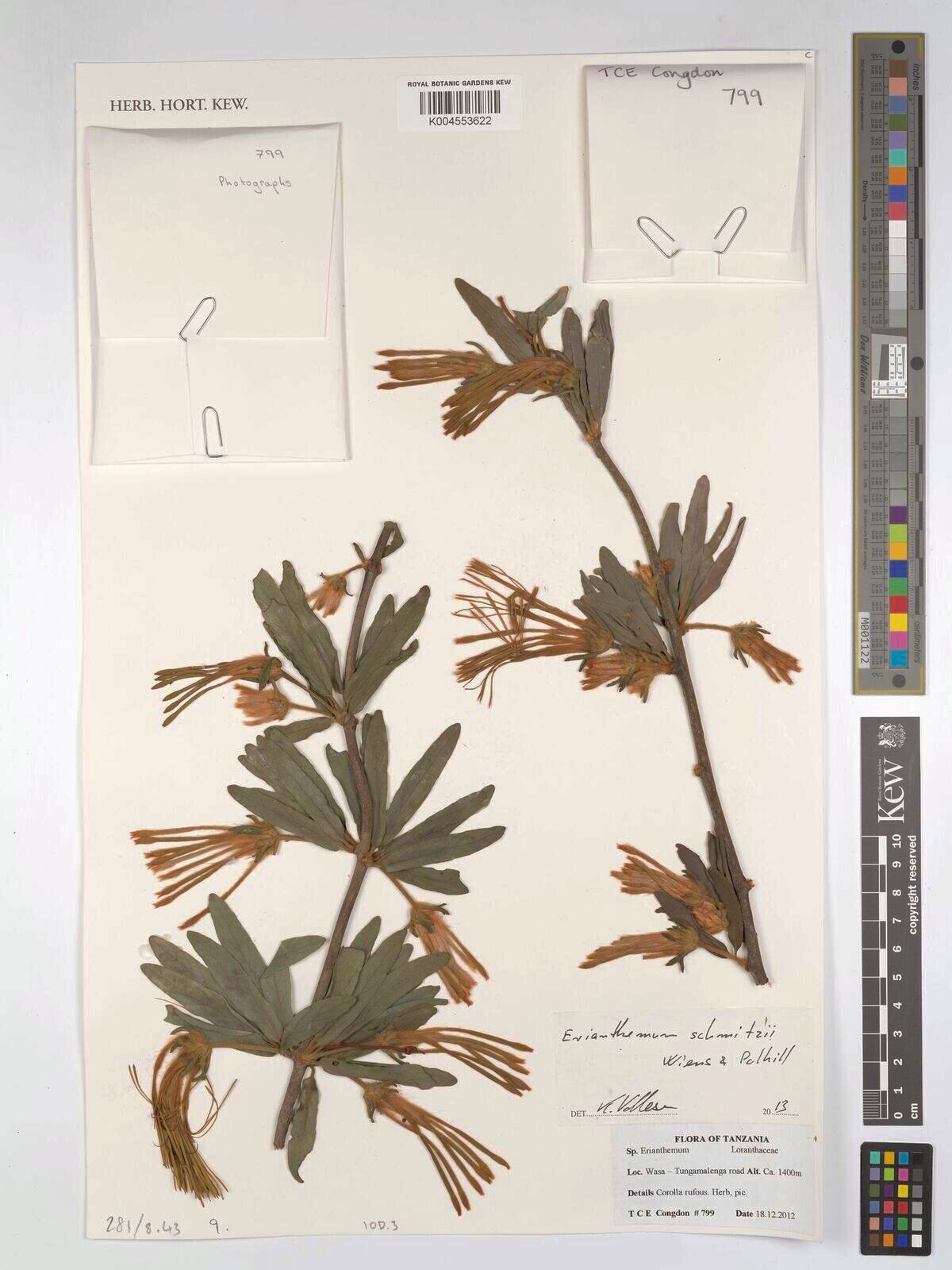 Erianthemum schmitzii — related species from the same genus