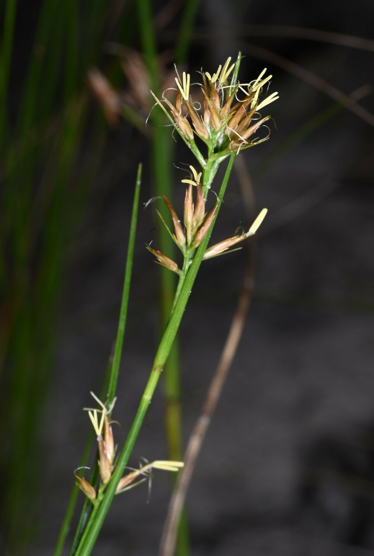 Rhynchospora riparia — houseplant care guide