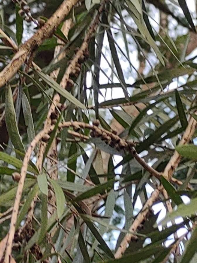 Callistemon viminalis fruit
