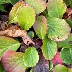 Bergenia crassifolia