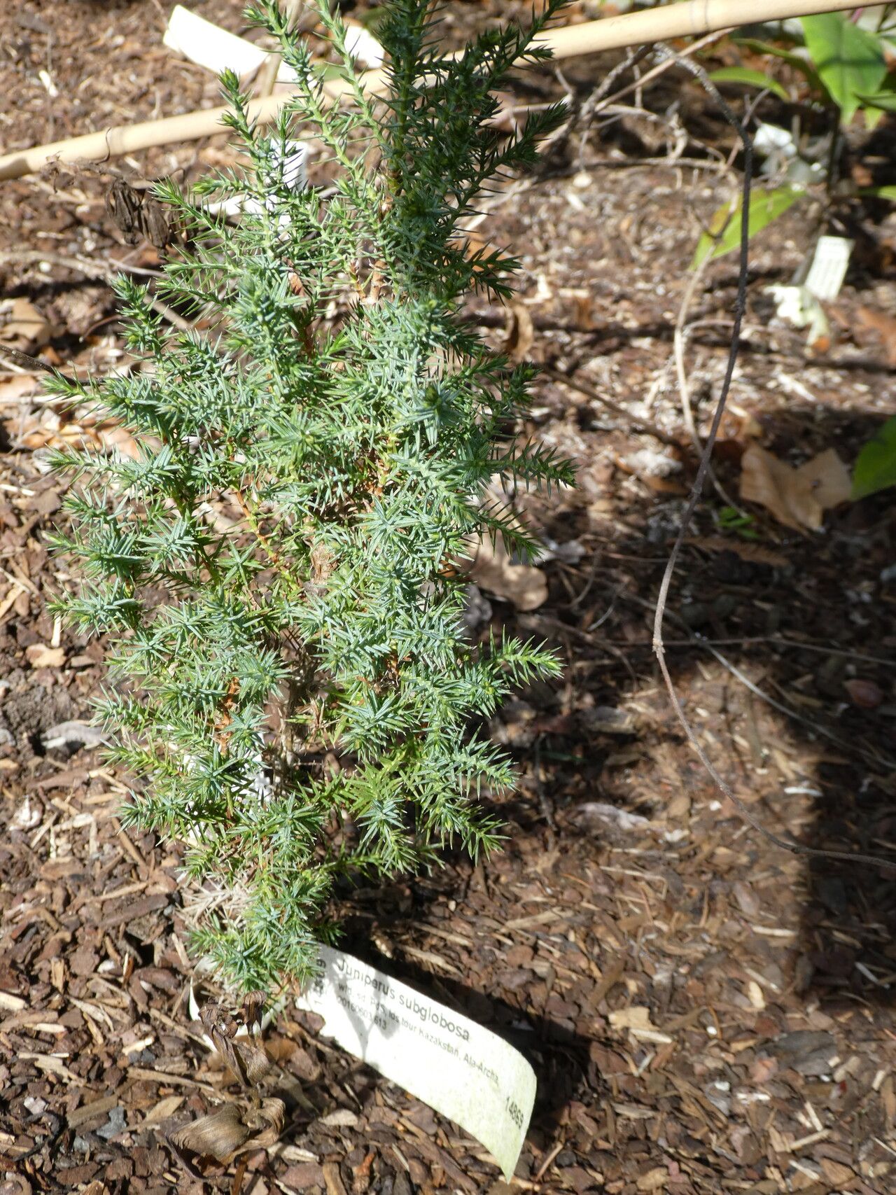 Juniperus semiglobosa habit