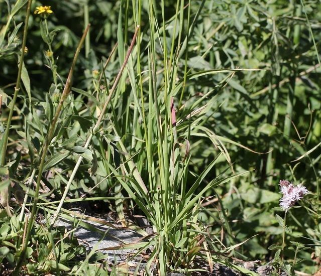 Bromus suksdorfii habit