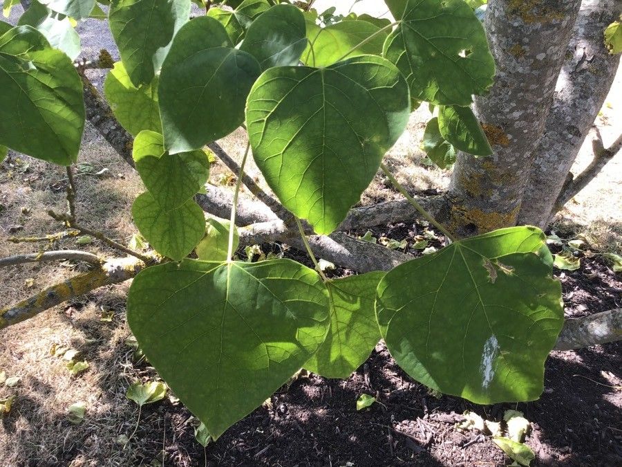 Catalpa bungei
