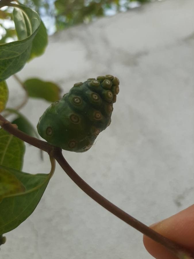 Morinda royoc fruit