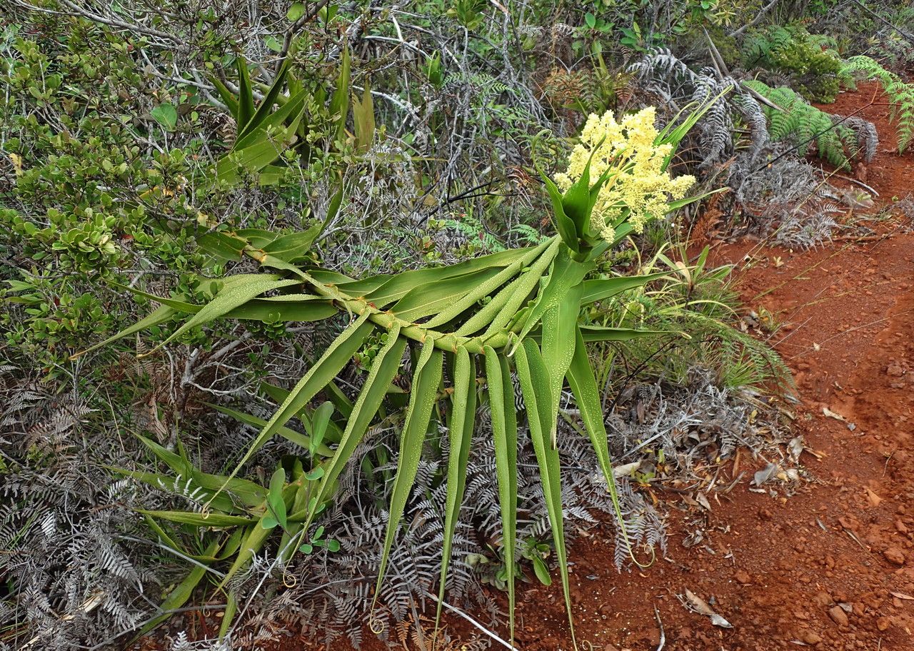 Flagellaria neocaledonica habit