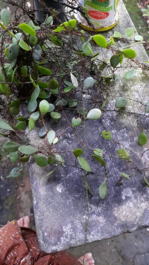 Pyrrosia piloselloides — houseplant care guide