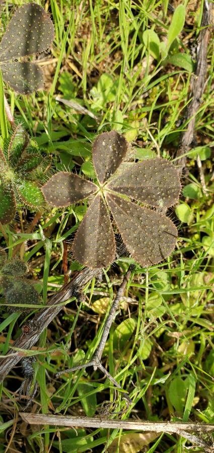 Lupinus hirsutissimus leaf