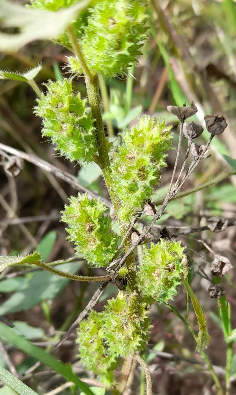 Acalypha poiretii flower
